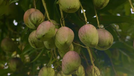 red mango in a bunch hanging at height in tree, closeup fruit looking up