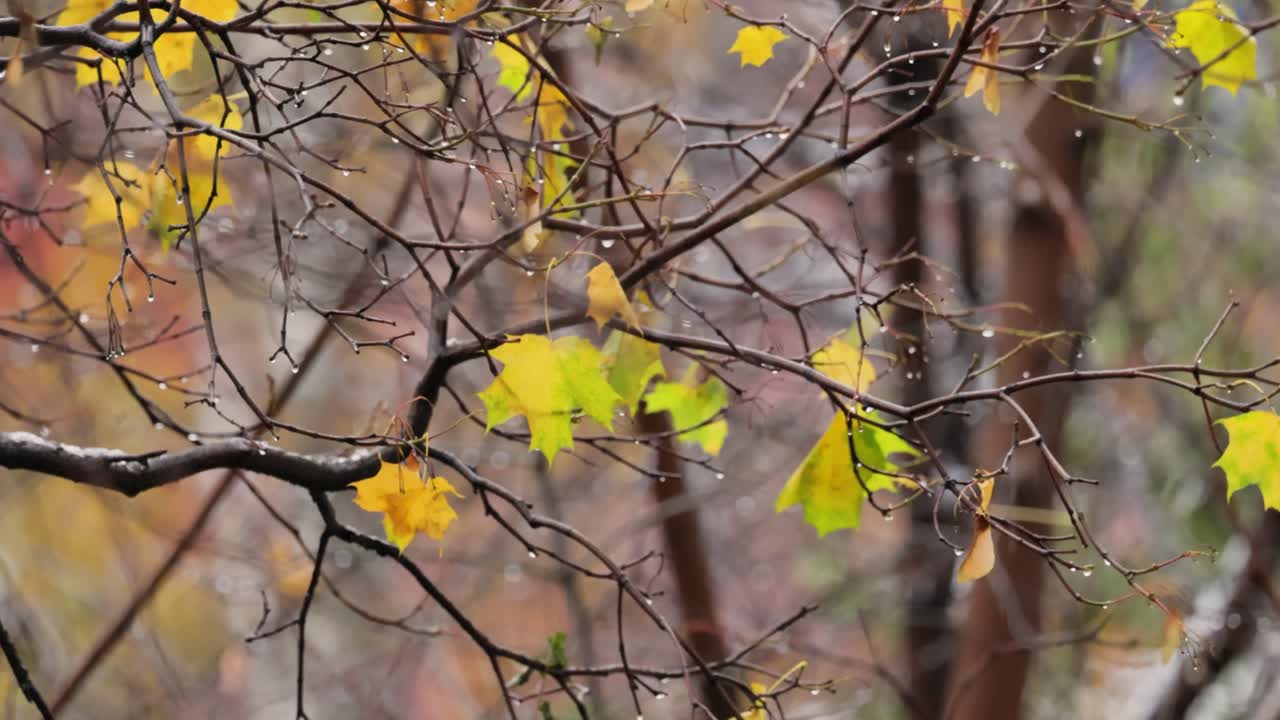 늦가을에 비가 오면 나 ⁇ 잎과 나무 가지가  ⁇ 니다.
