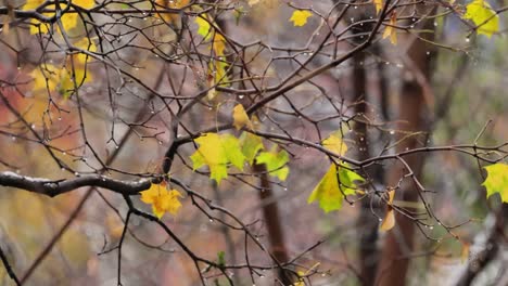 hojas y ramas de árboles a finales del otoño durante la lluvia.