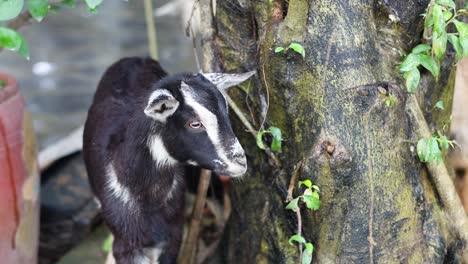 young goat nibbling leaves from a tree trunk