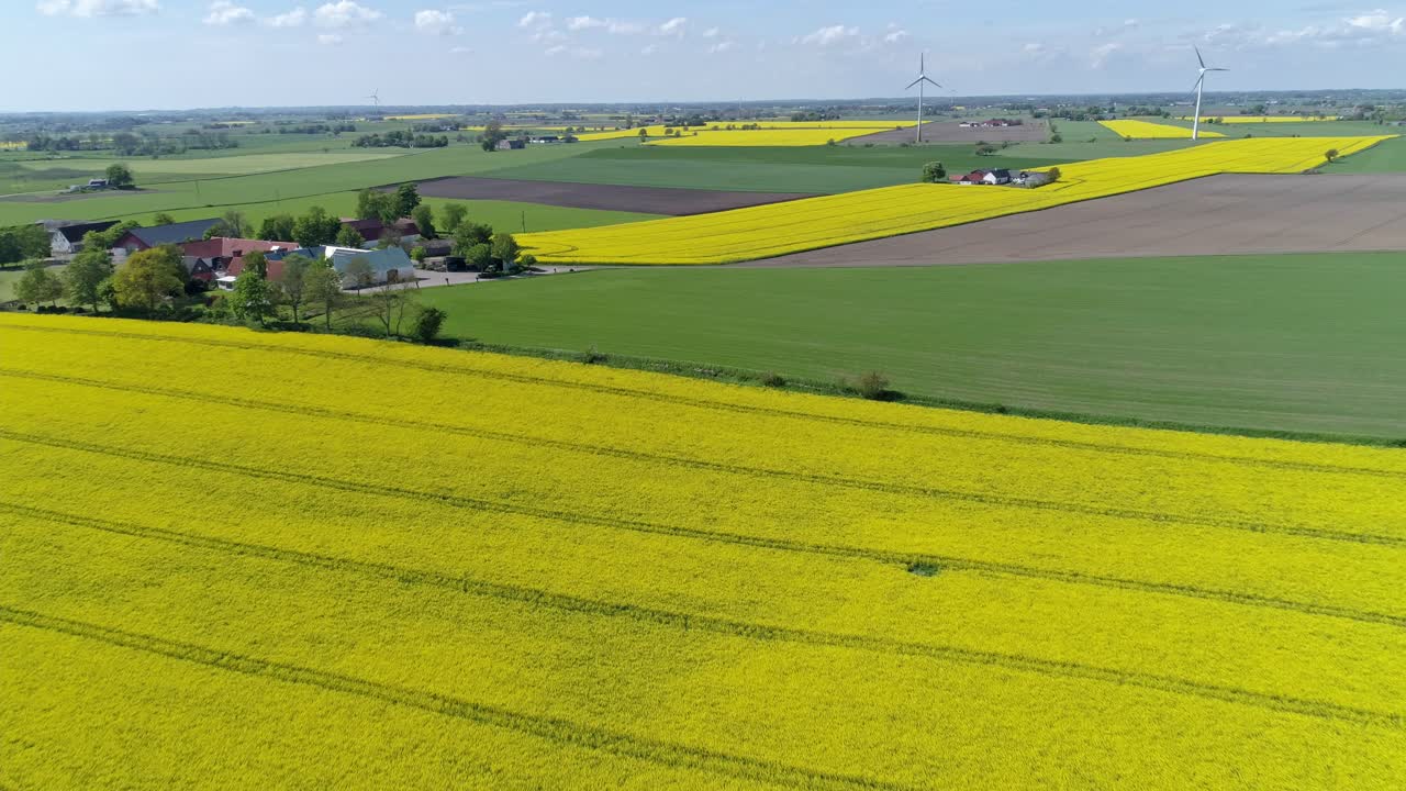 exuberante colza amarilla floreciente y campo verde de pasto de trigo en el campo con turbinas eólicas en el fondo