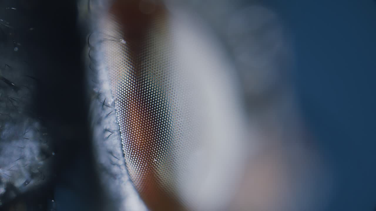 Fly compound eye under microscope