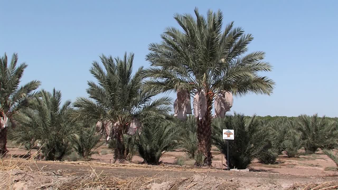 Palm tree plantation in California, USA