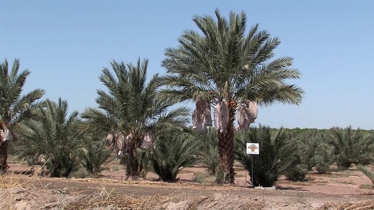 Palm tree plantation in California, USA