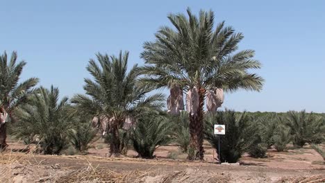 Plantación-De-Palmeras-En-California,-Estados-Unidos