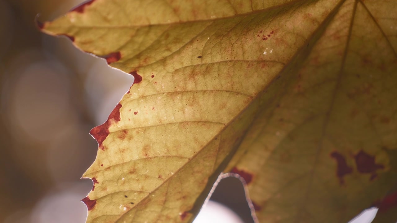 Primo piano di foglia d'acero dorata