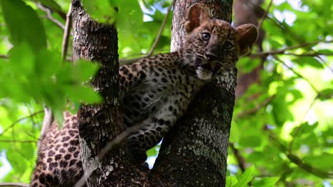 El-Leopardo-De-Indochina-Es-Una-Especie-Vulnerable-Y-Uno-De-Los-Grandes-Felinos-De-Tailandia