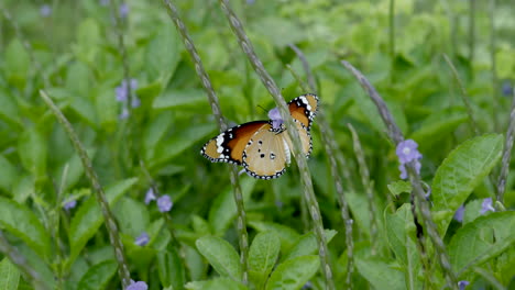 orange butter fly in tropical forest