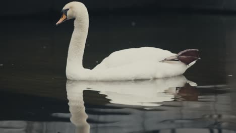 Cisne-Elegante-Flotando-Sobre-El-Agua-Transparente-Del-Lago