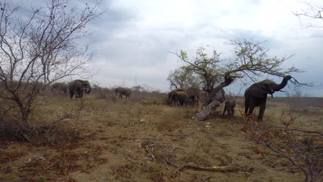 toma en gran angular de una manada salvaje de elefantes alimentándose pacíficamente en el gran kruger, capturada con una cámara de acción gopro oculta