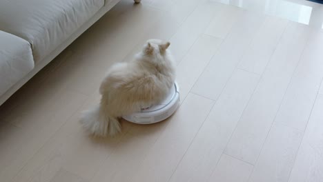 pomeranian dog on robotic vacuum cleaner