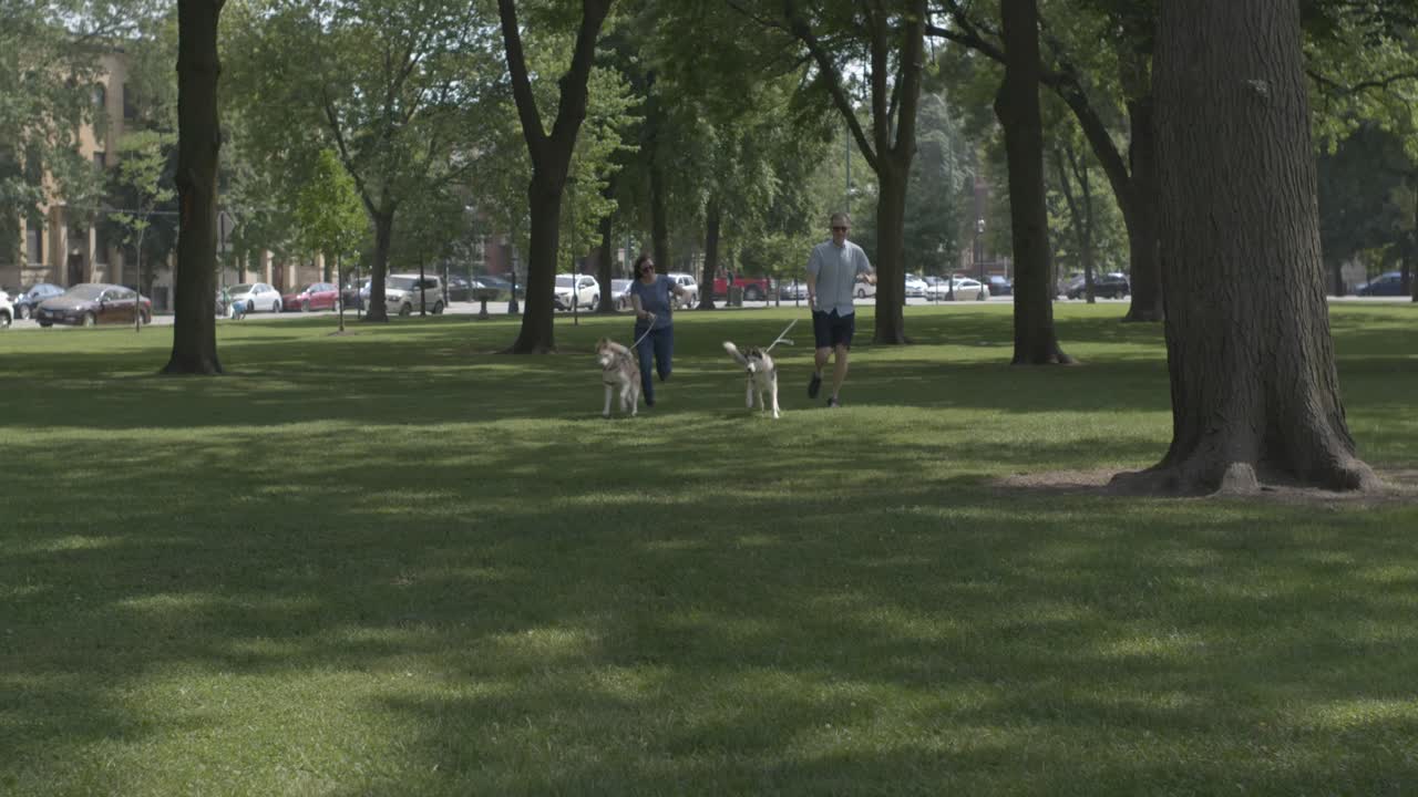 A couple running through Palmer Square in Chicago with their pet Huskies. Running while walking the dogs who are happy playing in the park