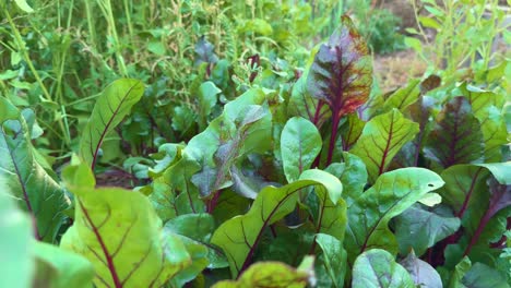 close up of fresh beetroot plant with green leaves growing in the garden