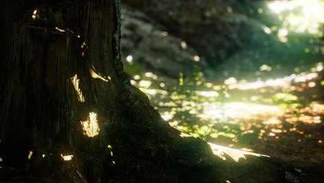 sunlight rays pour through leaves in a rainforest