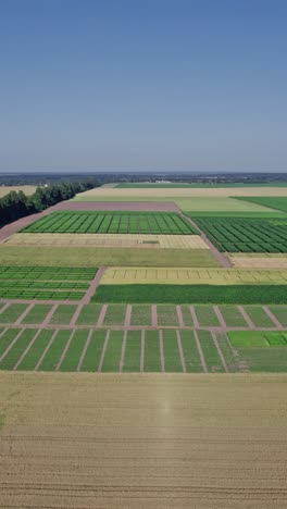 volando sobre un campo de trigo