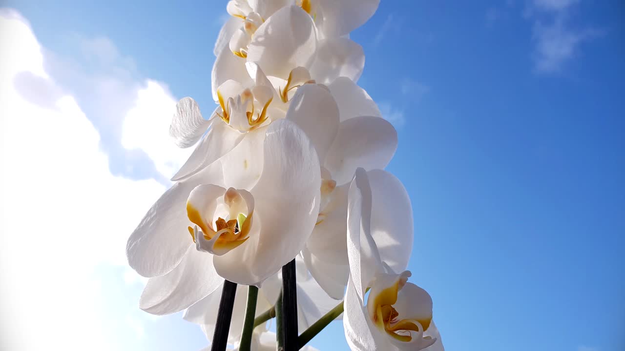 Beautiful white Orchid flower, low angle tilting up towards blue sky