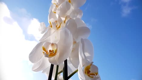 beautiful white orchid flower, low angle tilting up towards blue sky