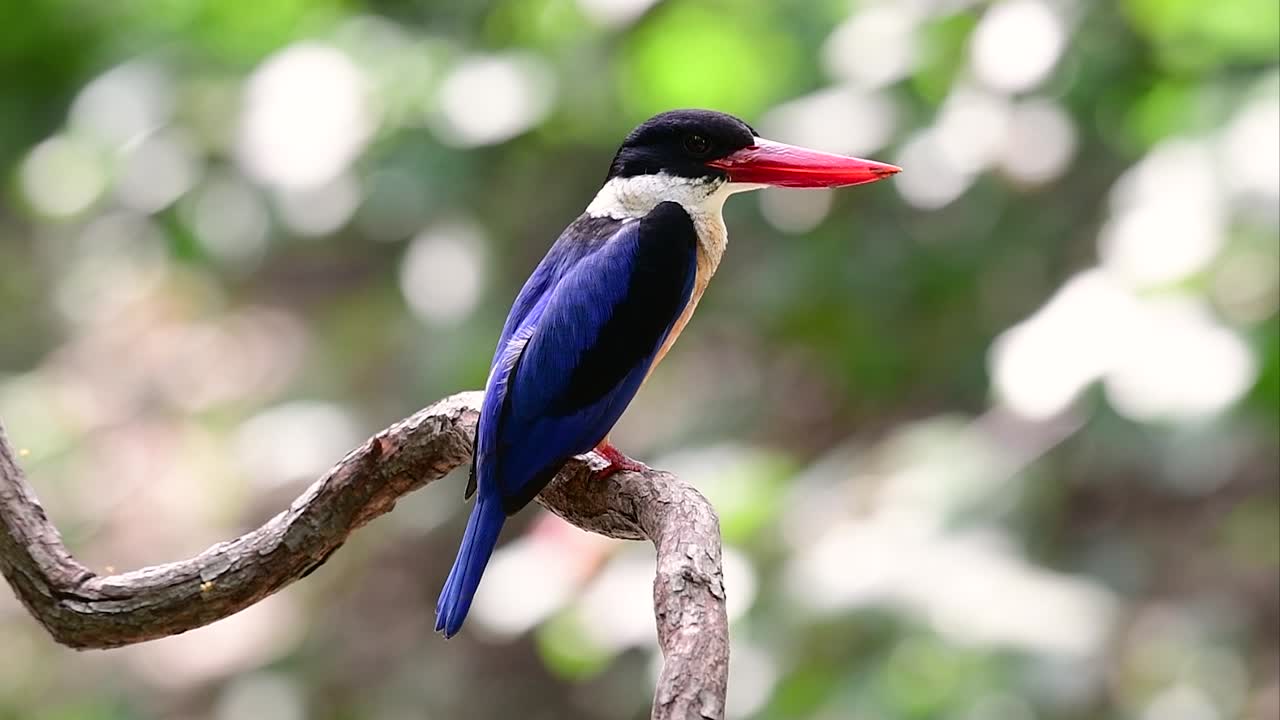 검은 모자 물총새는 태국과 아시아의 다른 국가에서 발견되는 사탕 같은 빨간 부리와 검은 모자를 가지고 있습니다.