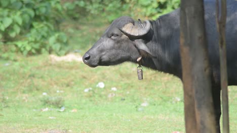 Buffalos-grazing-in-a-field-near-waterfalls-of-Usri-River-at-Usri-falls-in-Giridih,-Jharkhand,-India-on-Tuesday,-6th-October,-2020