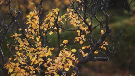 Coloridas-Hojas-Amarillas-En-Las-Ramas-Negras-Retorcidas-Del-Abedul-En-La-Tundra-De-Otoño