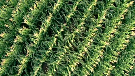 a downshot from a drone onto rows and rows of corn