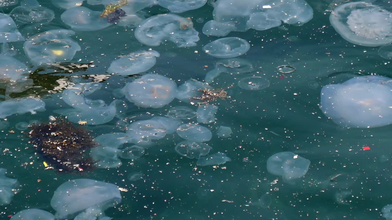 수달과 바다의 플라스틱 오염