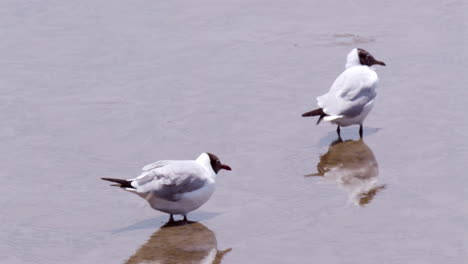 Wading-in-the-muddy-and-murky-estuarine-waters-at-Bangphu-Recreation-Area,-located-in-Samut-Prakan-in-Bangkok,-Thailand