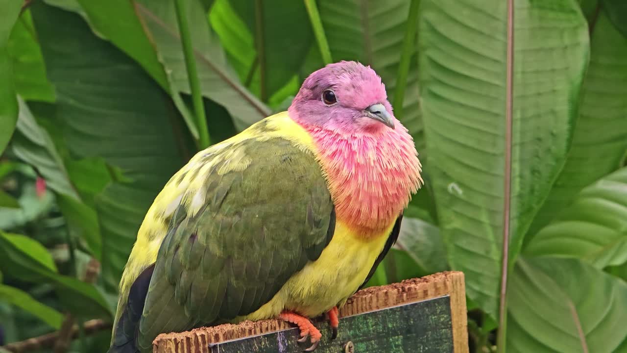 Primo piano di una colomba frugivora testarosa appollaiata tra foglie tropicali