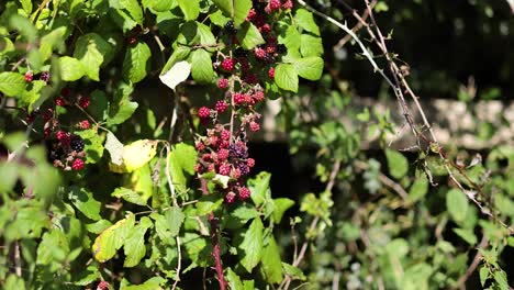 Ripe blackberries hanging on lush green vines