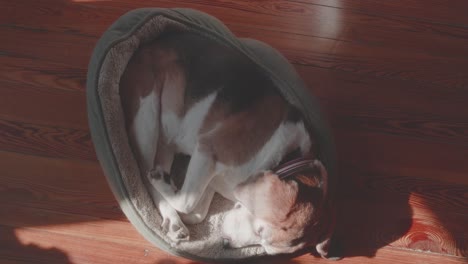 Beagle-sleeps,-stretches,-moves-bed,-overhead-view,-hardwood-floor