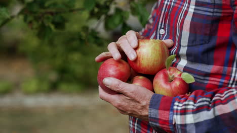 ripe red organic apples in the hands of old man. close up. farmer picks the harvest in his orchard.