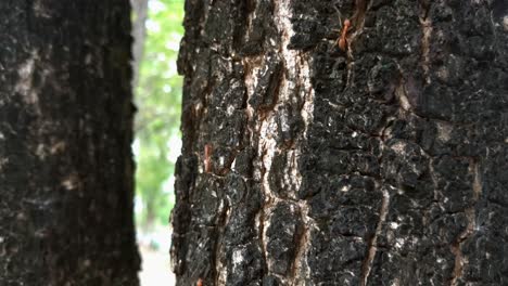 many red ants are walking in rows on surface of tree bark in nature