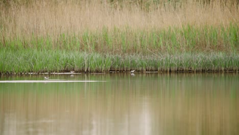 Common-sandpiper-birds-wading-in-shallow-water-along-long-grass-shore