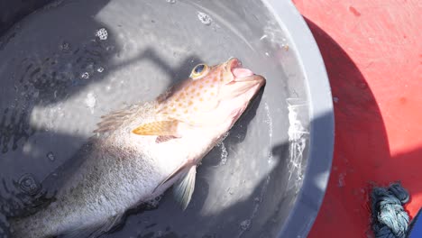 grouper fish resting in a water-filled bucket