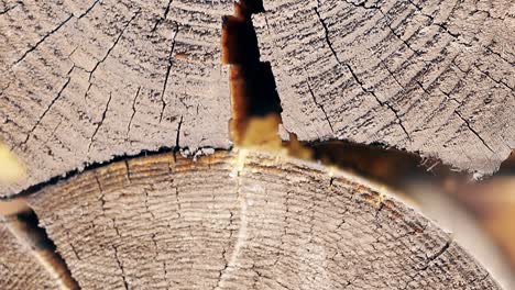 Macro-Slow-motion-The-bees-arrive-in-turn-the-building-material-build-a-nest-between-the-logs-in-the-summer-house