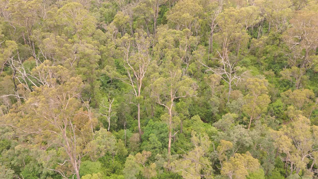 el dron captura el exuberante y expansivo paisaje forestal australiano.