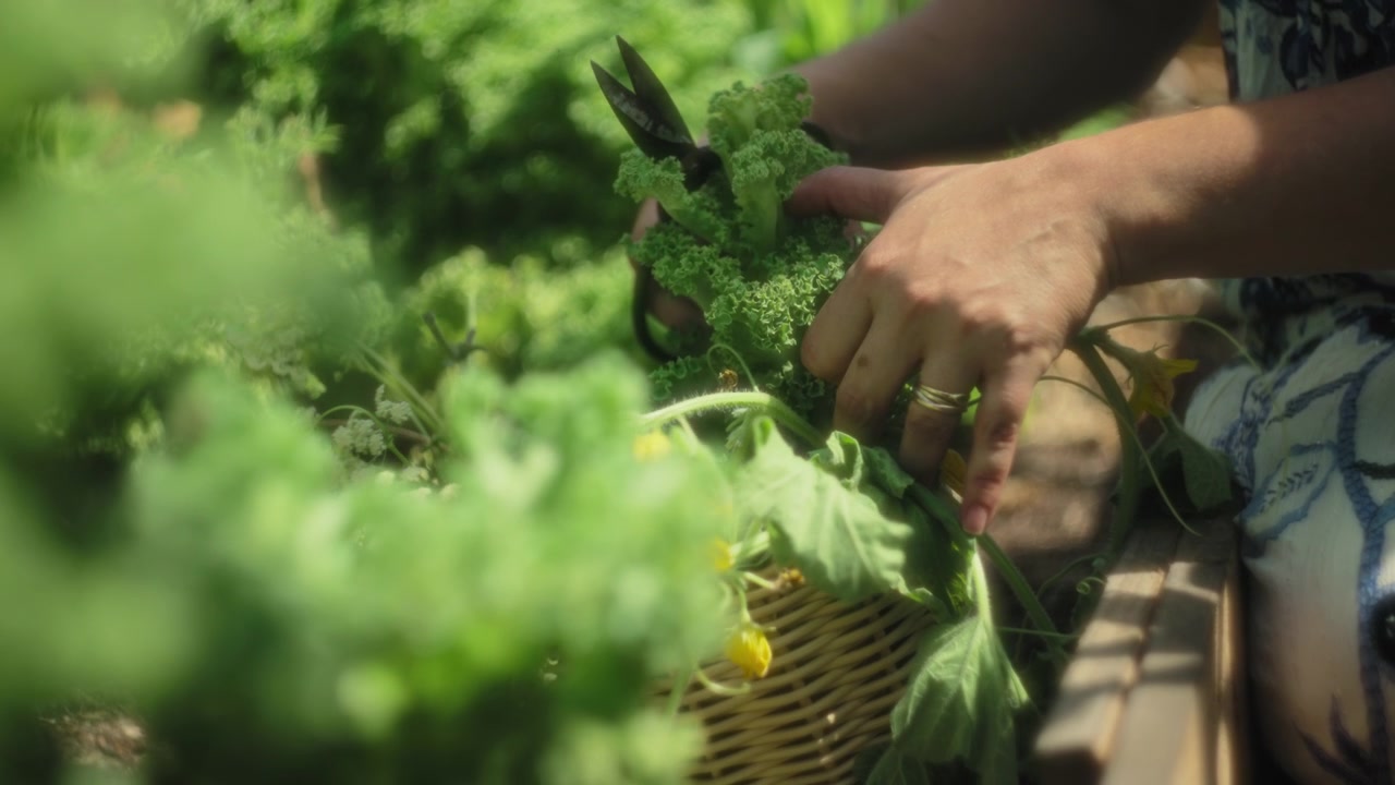 Woman picking green leafy vegetables