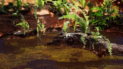 tropical-golden-pond-with-rocks-and-green-plants