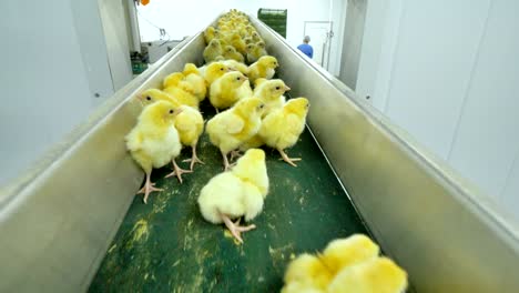 chick at a poultry. industrial farm, newborn cute chicks on a conveyor.