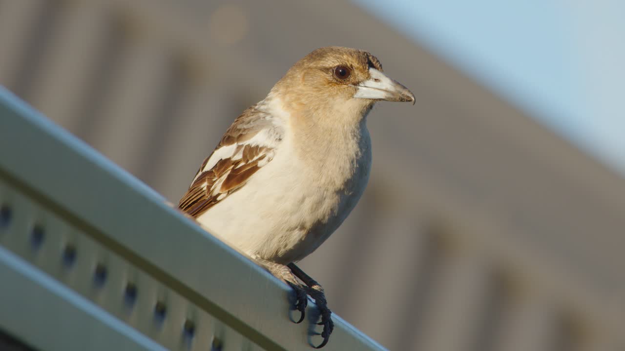 A butcher bird remains alert while perched on a metal railing, subtly shifting its gaze in warm natural daylight with a blurred architectural background