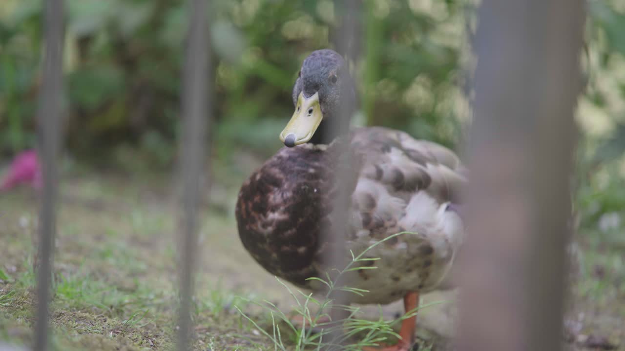 A single duck moves and pecks the ground behind a set of railings