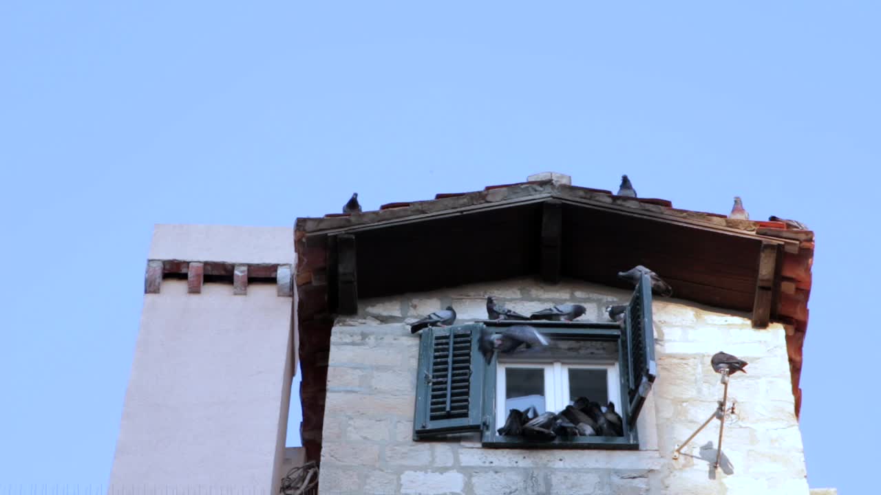 Piccioni che litigano per un posto su un davanzale, su un edificio nella città vecchia di Dubrovnik, Croazia.