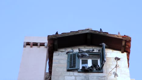 Pigeons-fighting-for-a-place-on-a-windowsill,-on-a-building-in-old-town-Dubrovnik,-Croatia