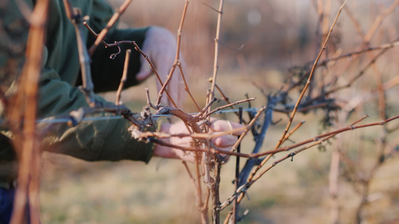 jardinero corta y ata la vid