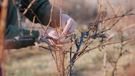 Gardener-Cuts-And-Tights-The-Vine