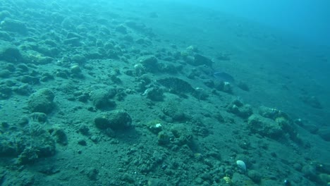 sea-bass-swim-bright-blue-ocean,-rocks-on-sea-bed