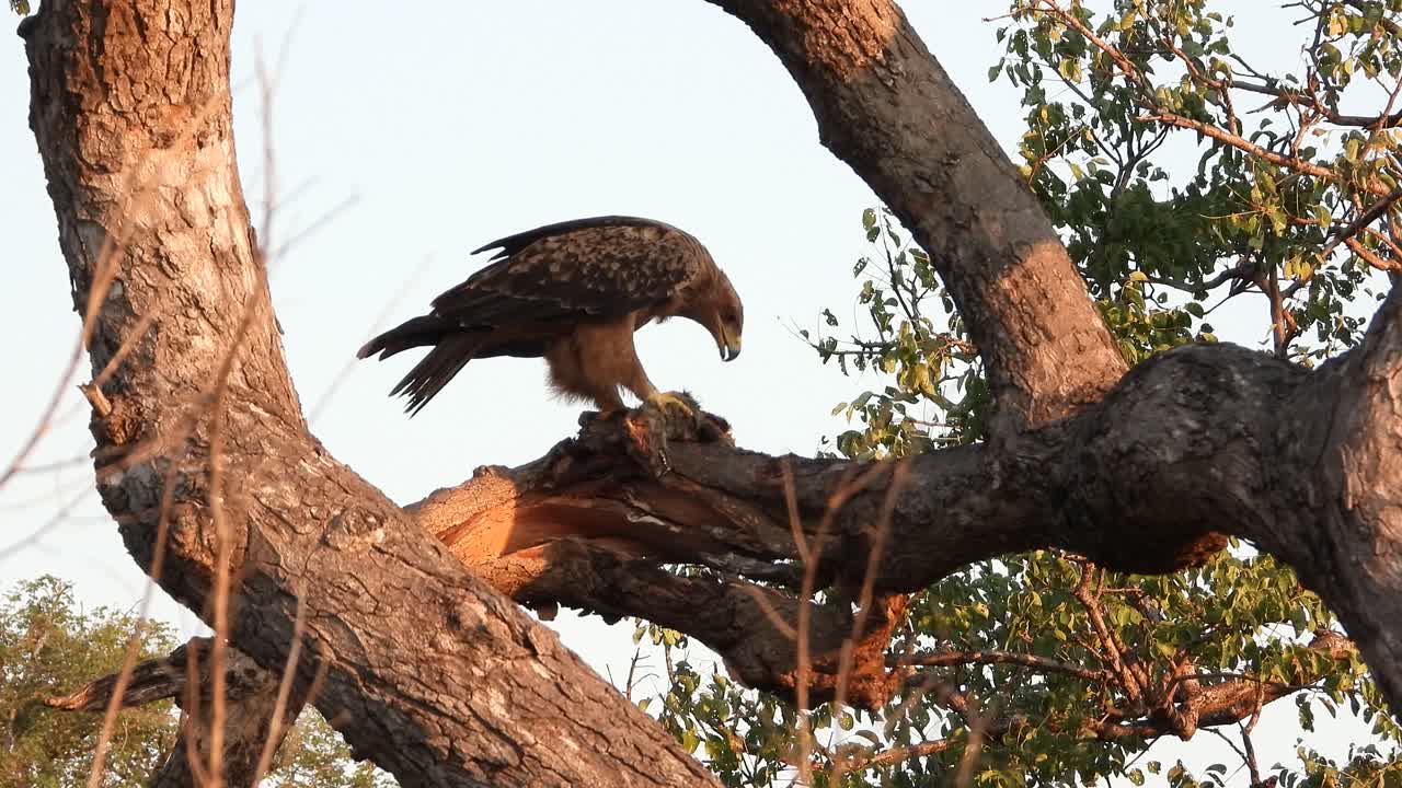 águila comiendo presa atrapada en la rama de un árbol, parque nacional kruger, sudáfrica