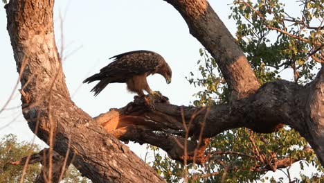 Adler-Frisst-Gefangene-Beute-Auf-Einem-Ast,-Krüger-Nationalpark,-Südafrika