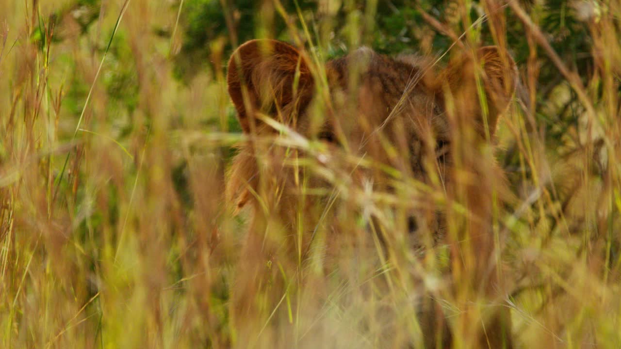 young lion (Panthera leo) crouches hidden in golden savannah grass at dawn, ears forward and eyes focused on unseen movement across the protected plains, static shot in Murchison Falls National Park