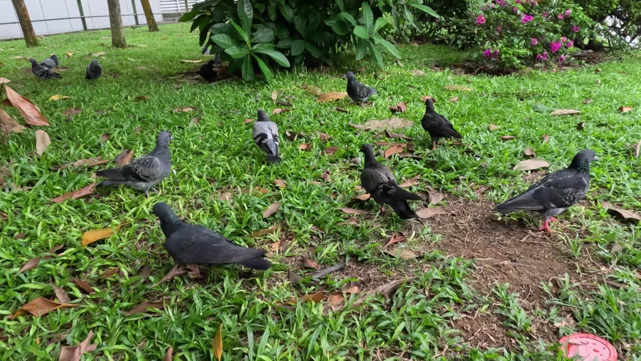 비둘기들이 잔디을 고 고 있습니다.